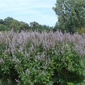 Vitex agnus-castus